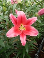 [5170 Amarossi No01.JPG]